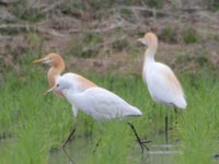 �A�}�T�M�Ƒ�