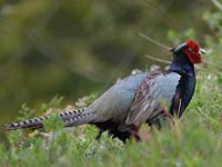 �r�o�s�n���y�̃L�W