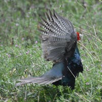 �l�ؒ��h��̃L�W