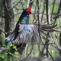 �l�T�s�c��쐶�������̃L�W