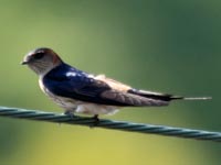 �R�V�A�J�c�o��