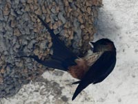 �R�V�A�J�c�o��