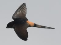 �R�V�A�J�c�o��