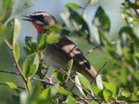 �m�S�}�i������Ǝ}���Ԃ�j