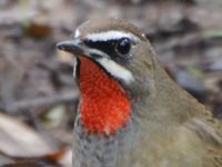 �m�S�}�̃A�b�v