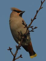 �L�����W���N