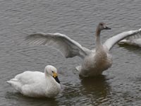 �A�t���b�N