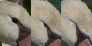 �R�u�n�N�`���E�̖�