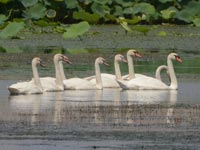 �e�q�Ȃ��悭���