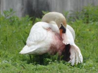 �S���P�X��