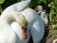 �R�����{