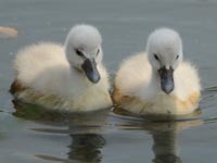 �e�q�Ȃ��悭���