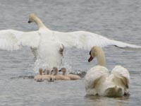 �s���r�̃n�N�`���E