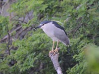 �S�C�T�M��