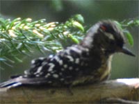 �R�Q���̐�