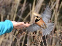 �c���R�̃��}�K��