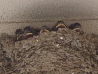 �c�o���̐Ԃ����