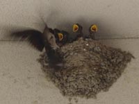 �G�T�����炤�c�o���̐Ԃ����