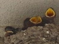 �傫�Ȍ����J���Ă���