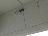 �ǂɓD�����