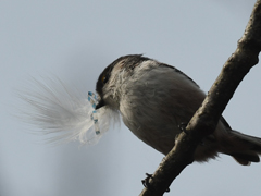 �������̃G�i�K