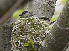 �G�i�K�̑�