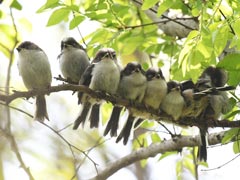 �G�i�K�c�q�Ɛe