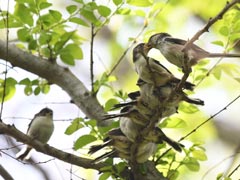 �G�i�K�c�q�ɃG�T��^���Ă���