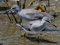 �L�A�V�V�M