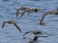 �L�A�V�V�M