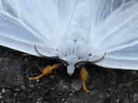 �L�A�V�h�N�K