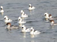 �W�c�ŉj���~�R�A�C�T