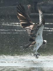 �~�T�S�A�_�C�r���O