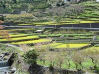 �]�c�̍؂̉�