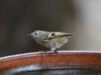 ���Ղ̃L�N�C�^�_�L