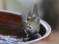 �����т��Ă���L�N�C�^�_�L