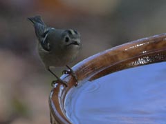 �L�N�C�^�_�L