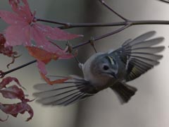 �L�N�C�^�_�L