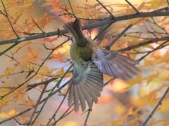 �L�N�C�^�_�L