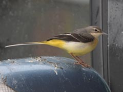 �L�Z�L���C