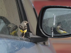 �L�Z�L���C