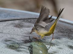 �L�Z�L���C