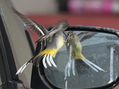 �L�Z�L���C