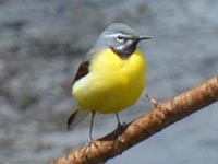 �L�Z�L���C