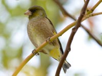 �J�����q��