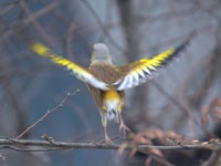 �J�����q���̌��p