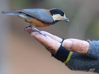 �_�~�[�̃��}�K��