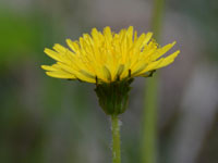 �J���T�C�^���|�|