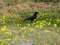 �^���|�|�ƃJ���X