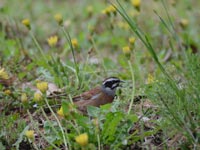 �^���|�|�ƃz�I�W��